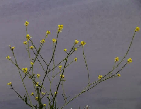 Yellow flower background Stock Photos