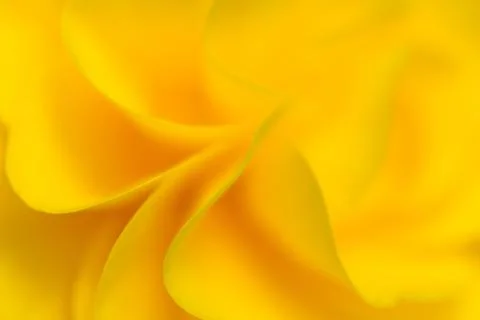 Yellow Flower Background Stock Photos