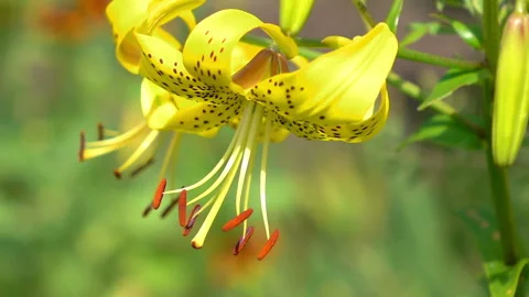 Yellow Flower background in slow motion 250fps Stock Footage 151887997