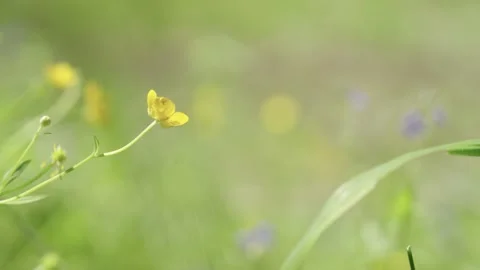 Yellow flower barely sway in the wind, shallow depth of field Stock Footage 237514115