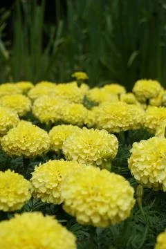 Yellow flower in the Batumi park Stock Photos