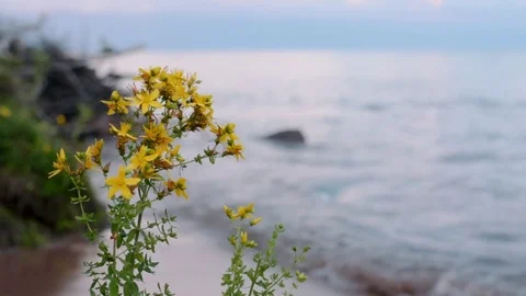 Yellow flower on a beach Stock Footage 76317992