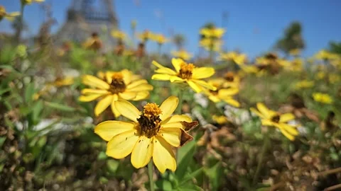 Yellow flower in beach side slow-motion  high quality  video Stock Footage 245369410