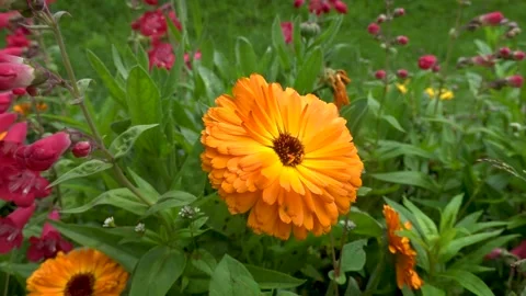 Yellow Flower Beautiful Video Stock Footage 256159002