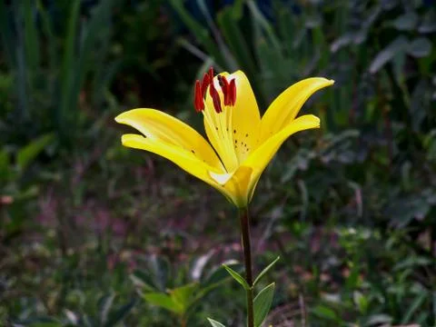Yellow flower on a bed Stock Photos
