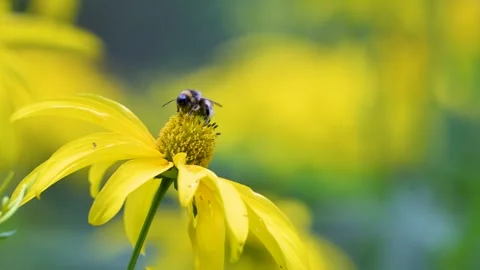 Yellow flower with bee on its center Stock Footage 340505557