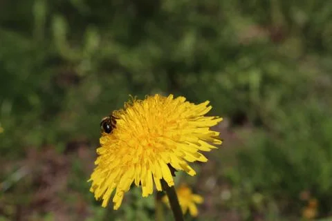 Yellow flower with bee Stock-Fotos