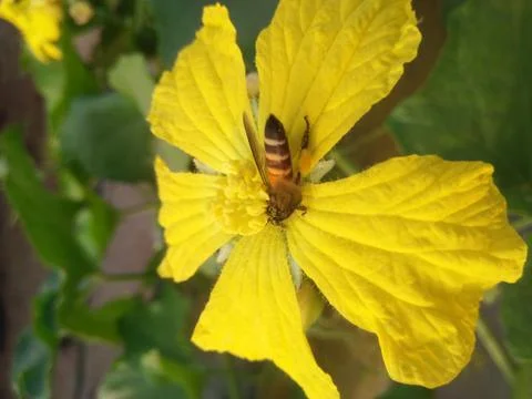 Yellow flower with bee Foto stock