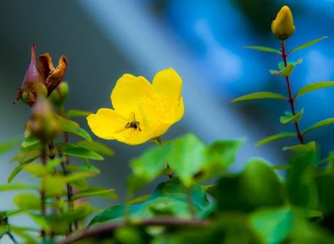 Yellow flower with bee Stock Photos