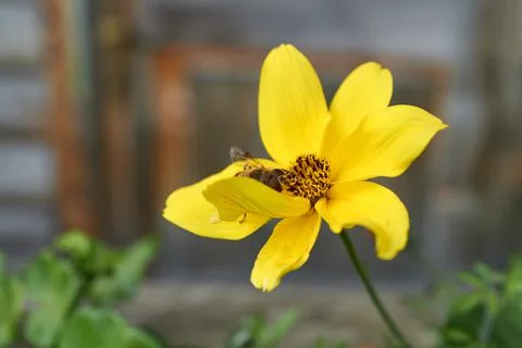 Yellow flower with bee Stock Photos