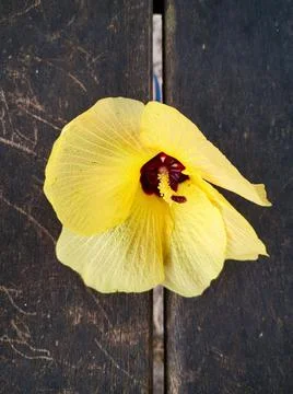 A yellow flower on the bench Stock Photos