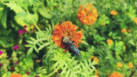 Yellow flower with big bee and background green leaf Stock Footage 224865375
