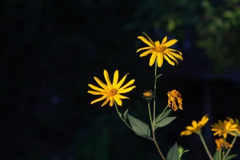 Yellow flower on a black background Stock Photos