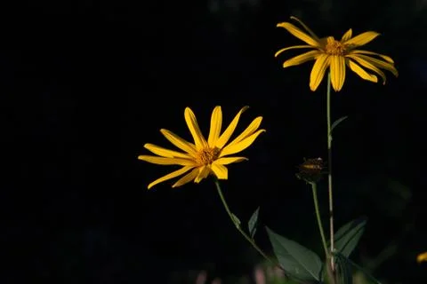 Yellow flower on a black background Stock Photos