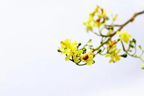 Yellow  flower in bloom during spring Stock Photos
