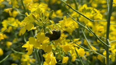 Yellow Flower Bloom Stock Footage 310821376