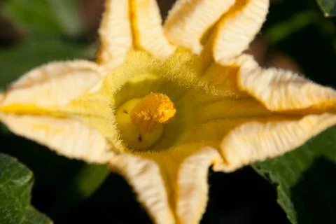 Yellow flower in bloom Stock Photos