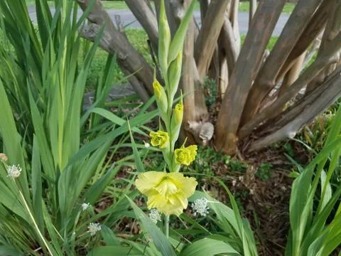 Yellow flower in bloom Stock Photos