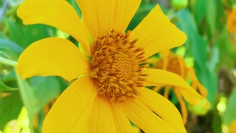 Yellow flower bloom in spring. Mexican sunflower (Tithonia diversifolia) Macro Stock Footage 143703881
