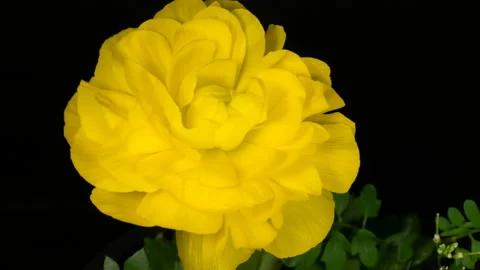 Yellow flower bloom in time lapse. Ranunculus opening during one week Stock Footage