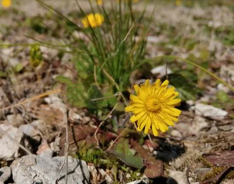 Yellow flower bloomed Stock Photos