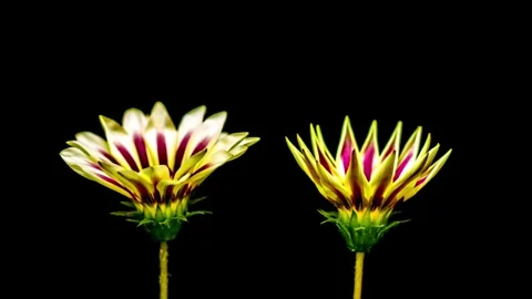 Yellow flower blooming on a Black Background in Time lapse. beautiful flower Видео 336584344