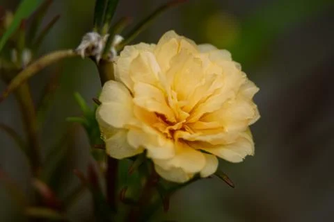 Yellow Flower Blooming Stock Photos