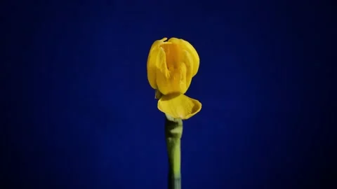 Yellow flower blooms on blue background Stock Footage 155192316
