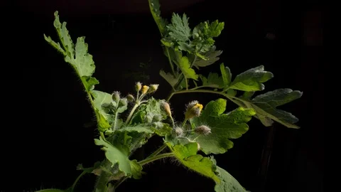 Yellow flower blooms Stock Footage 106946750