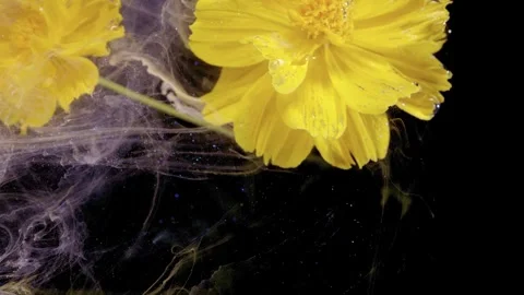 Yellow flower blooms wrapped in translucent smoke plumes against black backgroun Stock Footage 339955889