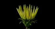 Yellow Flower Blossom On Dark Background Stock Footage