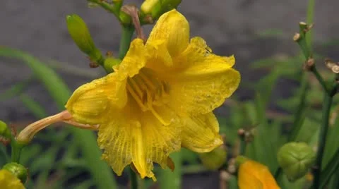 Yellow Flower Blowing in the Wind Stock Footage 12633845