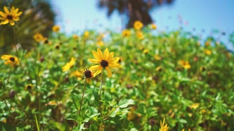 Yellow flower blowing in the wind.  Stock Footage 152427192
