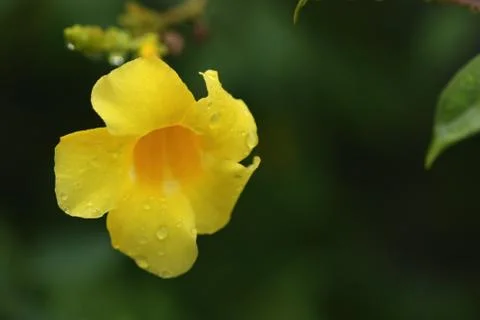 Yellow flower blur background on blur background Stock Photos