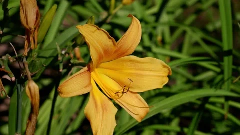 Yellow flower on a blurred background. 4k. Stock Footage 157930389