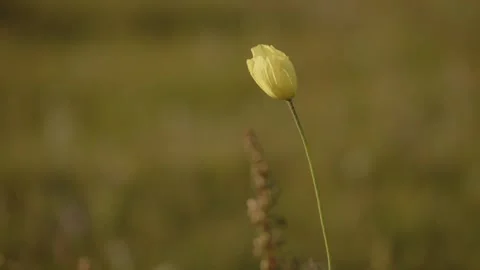 Yellow flower blurry background Stock Footage 280194850