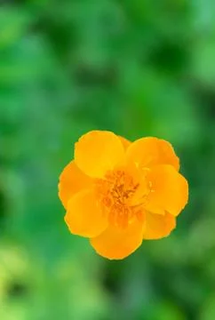 Yellow flower on a blurry background Stock Photos