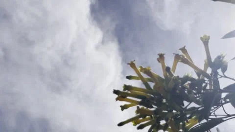 Yellow Flower Branch Against Dramatic Cloudy Sky Nature Background Stock Footage 334684337