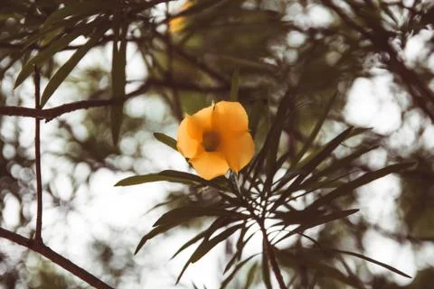Yellow flower with branches in the background Stock Photos