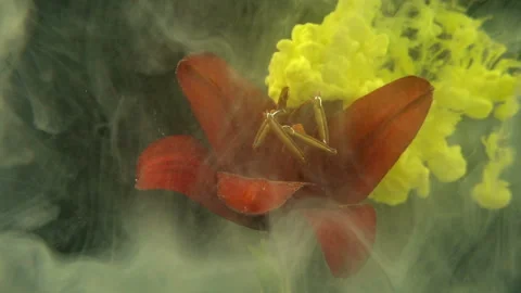 Yellow Flower On Brown Flower Stock Footage 94333389
