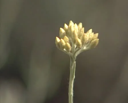 Yellow flower bud Stock Footage 10718043