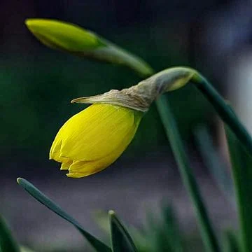 Yellow flower bud Stock Photos