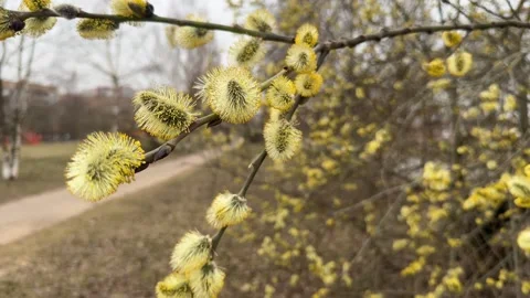 Yellow flower bud on a spring branch Stock Footage 277608928