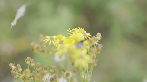 A yellow flower with a bug on it Stock Footage 297841778
