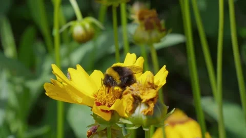 Yellow flower with bumblebee. Bee explores flower center. Green stems frame the Stock Footage 345255115