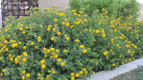Yellow Flower Bush Video stock 199560846