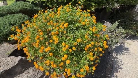 Yellow Flower Bush - Static Daytime View Stock Footage 346426384