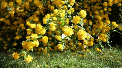Yellow flower bushes Video stock 75197379