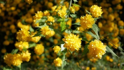 Yellow flower bushes at spring Video stock 75189761