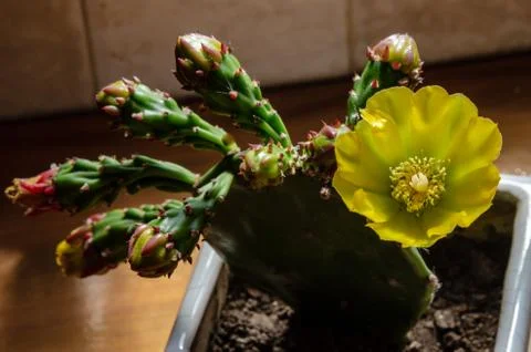 Yellow flower cactus in flower pot with some withered flowers and some saplin Stock Photos